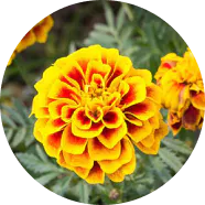 Zeaxan Qué Contiene: Luteína