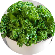 Zeaxan Qué Contiene: Zeaxantina